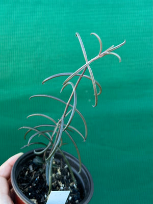 Kalanchoe beauverdii