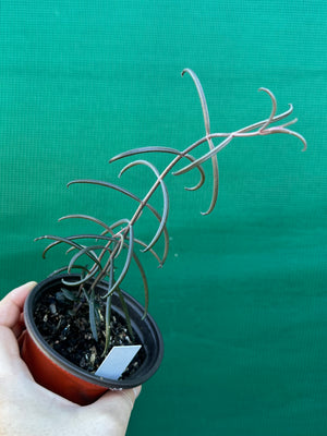 Kalanchoe beauverdii