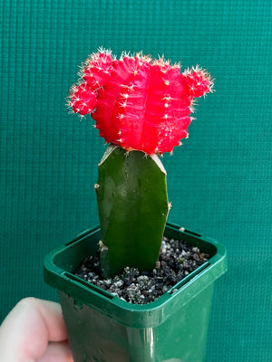 Grafted Cacti