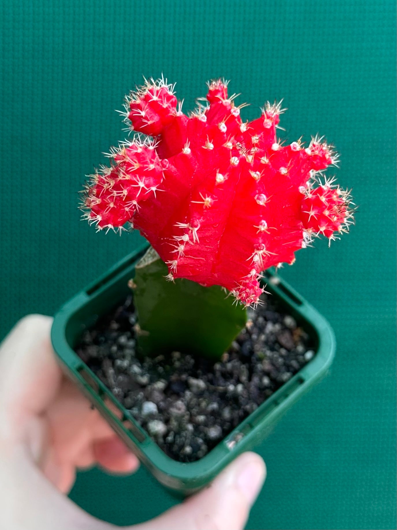 Grafted Cacti