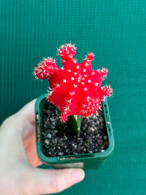 Grafted Cacti