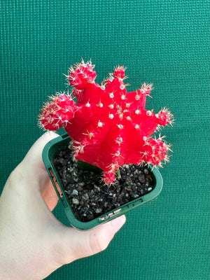 Grafted Cacti