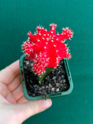 Grafted Cacti