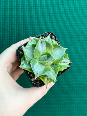 Agave isthmensis ‘Oji Raijin’