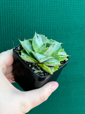 Agave isthmensis ‘Oji Raijin’