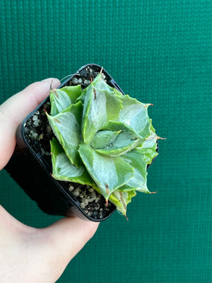Agave isthmensis ‘Oji Raijin’