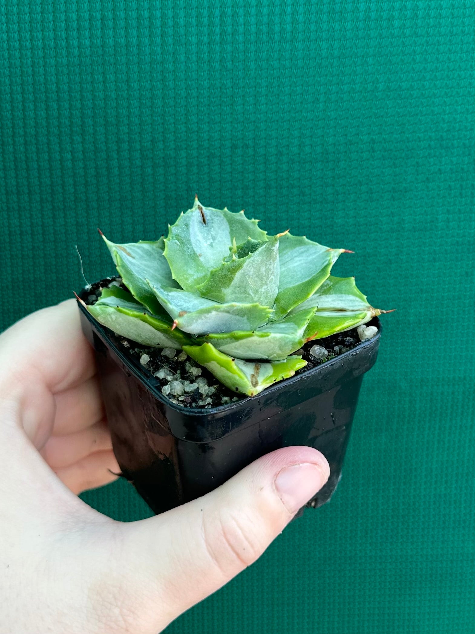 Agave isthmensis ‘Oji Raijin’