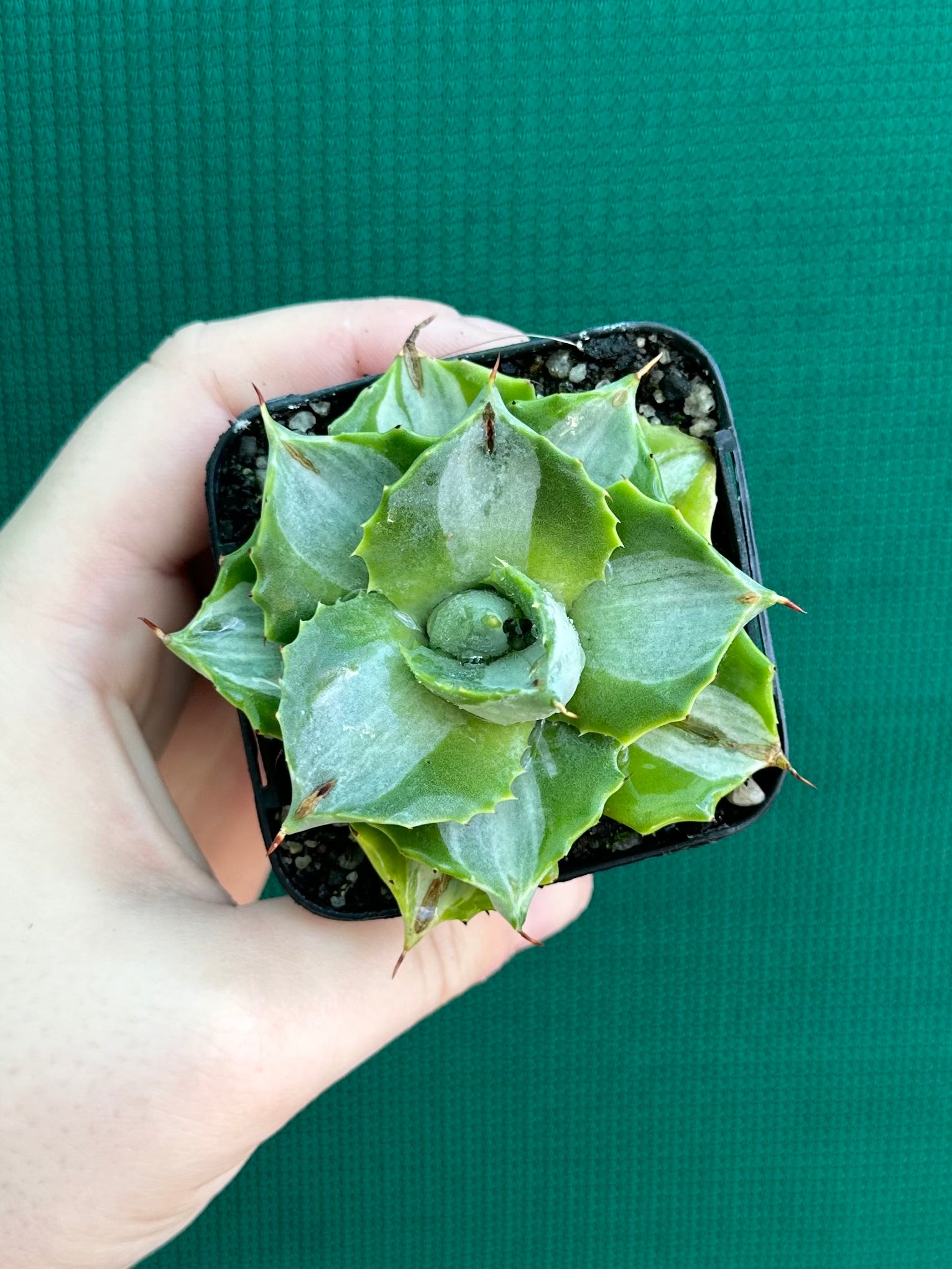 Agave isthmensis ‘Oji Raijin’