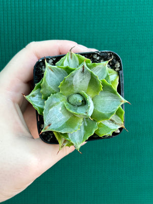 Agave isthmensis ‘Oji Raijin’
