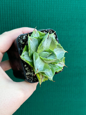 Agave isthmensis ‘Oji Raijin’