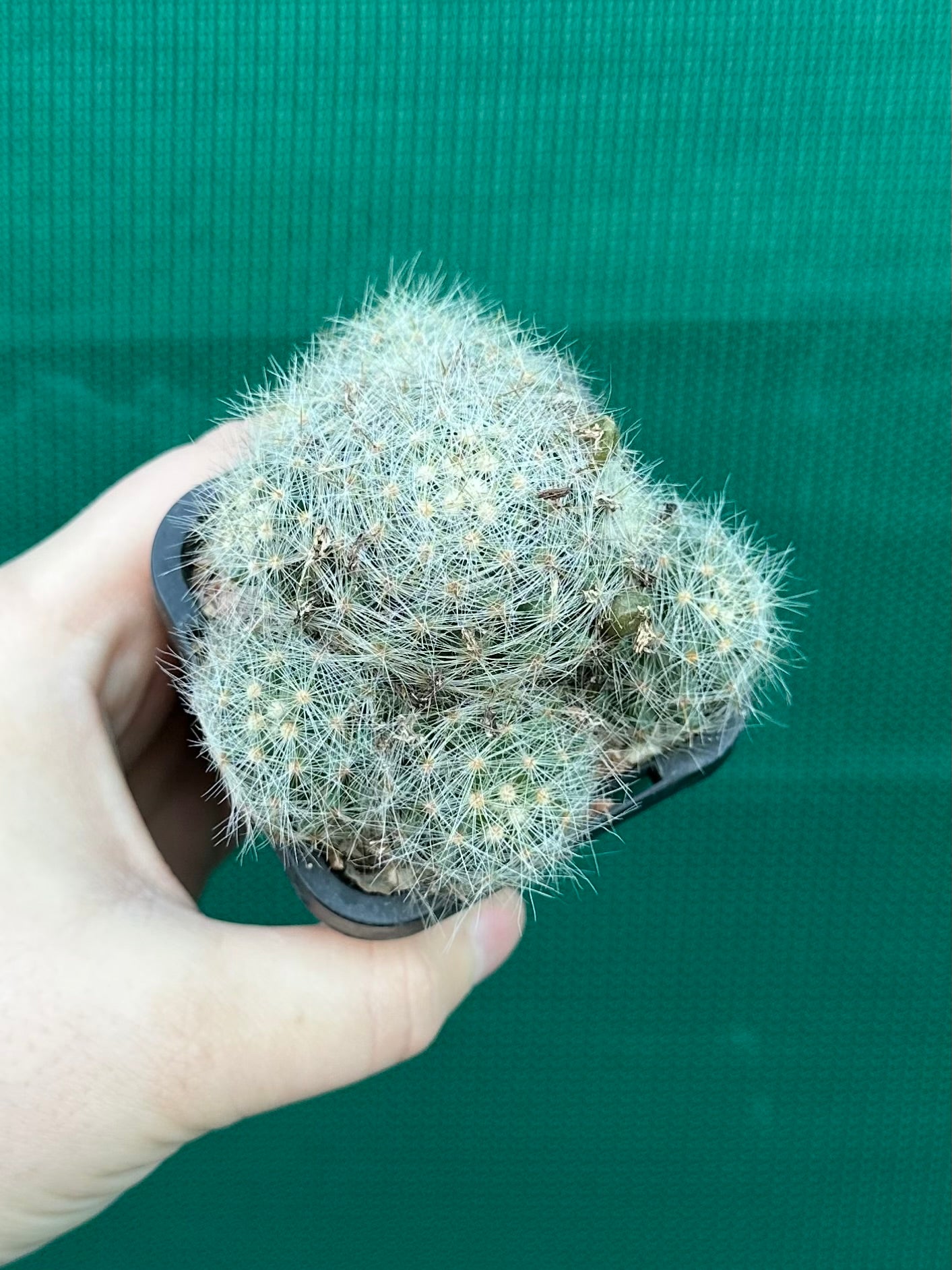 Mammillaria baumii