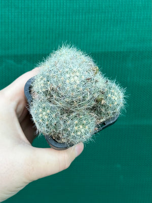 Mammillaria baumii