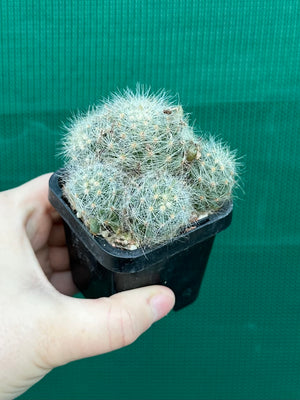Mammillaria baumii