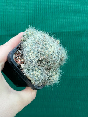 Mammillaria baumii