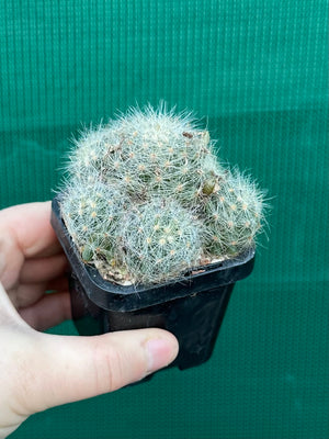 Mammillaria baumii