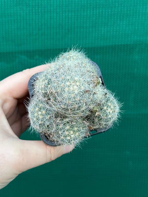 Mammillaria baumii