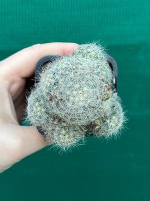 Mammillaria baumii