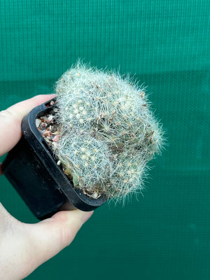 Mammillaria baumii