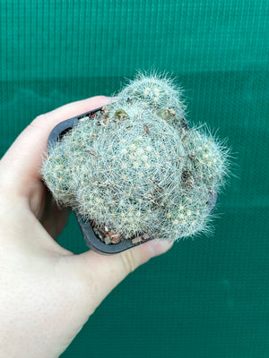 Mammillaria baumii
