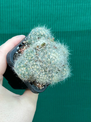 Mammillaria baumii
