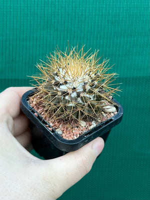 Mammillaria nivosa