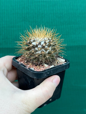 Mammillaria nivosa