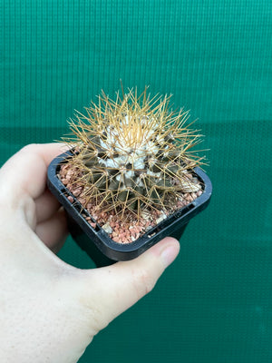 Mammillaria nivosa