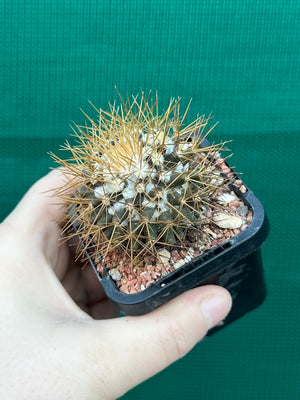 Mammillaria nivosa