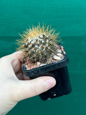 Mammillaria nivosa