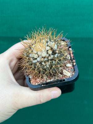 Mammillaria nivosa