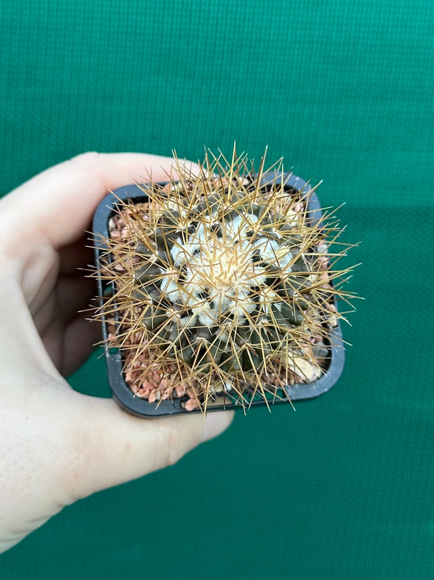 Mammillaria nivosa