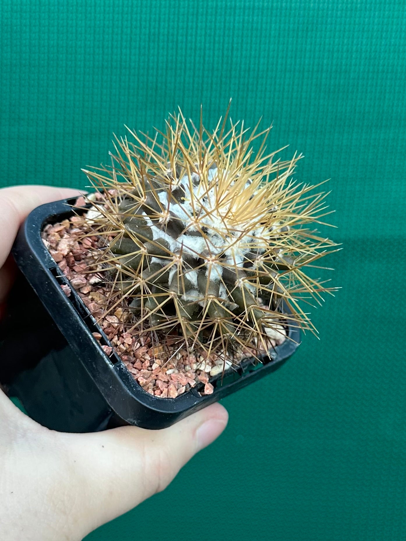 Mammillaria nivosa