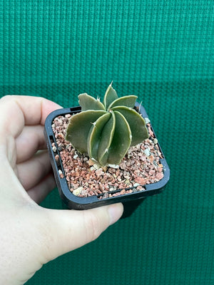 Astrophytum myriostigma kohyo