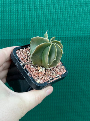 Astrophytum myriostigma kohyo