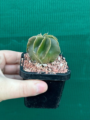 Astrophytum myriostigma kohyo