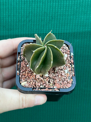 Astrophytum myriostigma kohyo