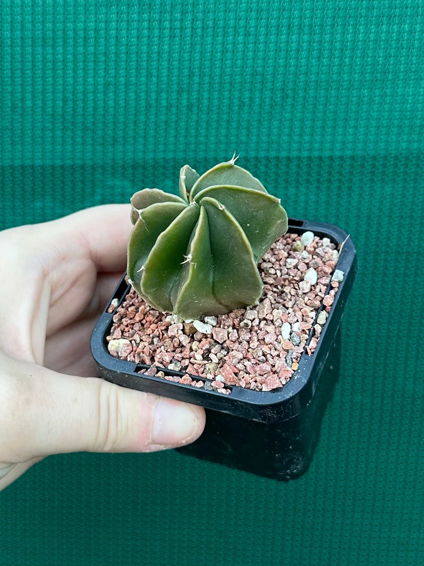 Astrophytum myriostigma kohyo