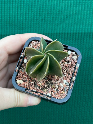 Astrophytum myriostigma kohyo