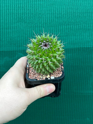 Mammillaria mystax