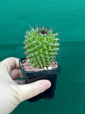 Mammillaria mystax
