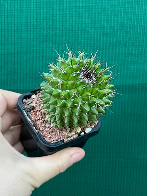 Mammillaria mystax