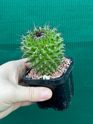 Mammillaria mystax