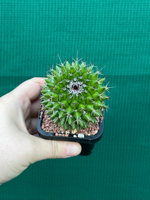 Mammillaria mystax