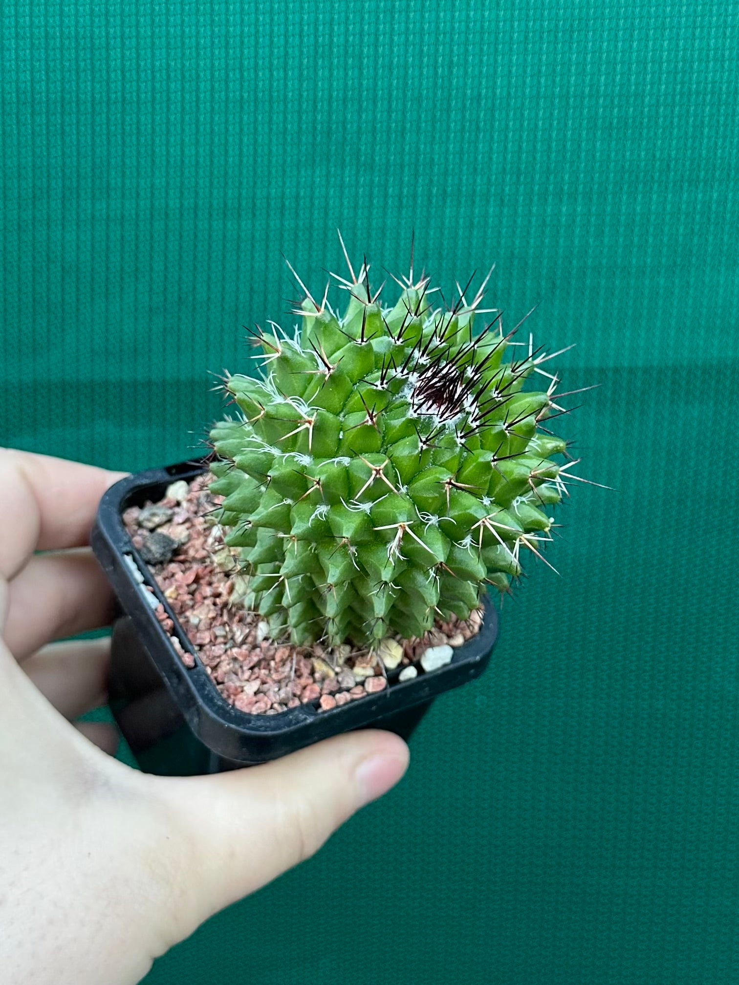 Mammillaria mystax