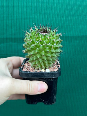 Mammillaria mystax