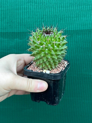 Mammillaria mystax