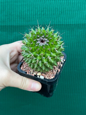 Mammillaria mystax