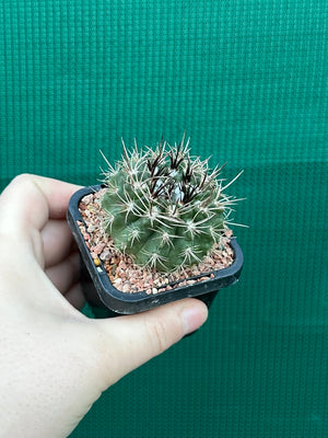 Neochilenia taltalensis
