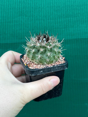 Neochilenia taltalensis