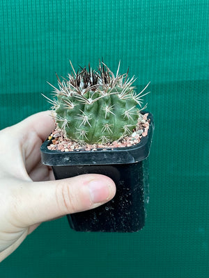 Neochilenia taltalensis
